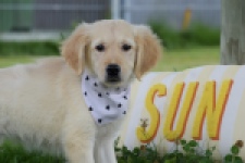 Retriever Golden (reu) 59673