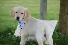 Retriever Golden (teef) 59820