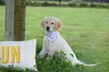 Retriever Golden (teef) 59820