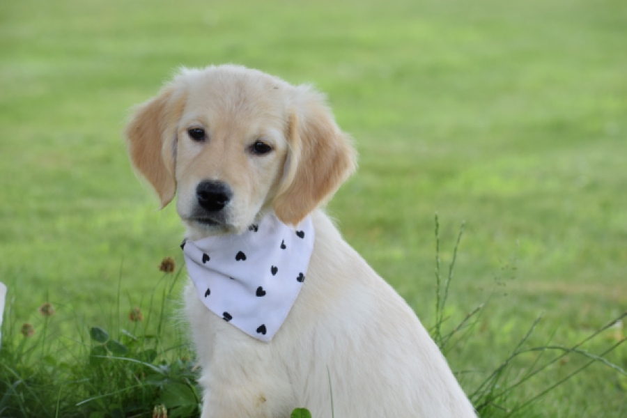 Retriever Golden (teef) 59820