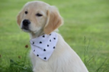 Retriever Golden (teef) 59820