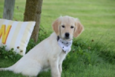 Retriever Golden (teef) 59820