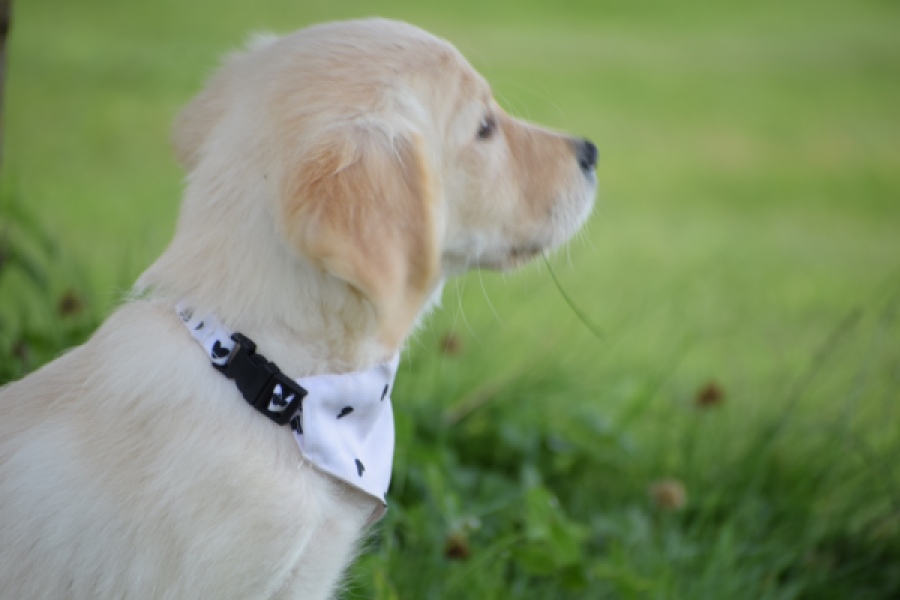 Retriever Golden (teef) 59820
