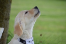 Retriever Golden (teef) 59820