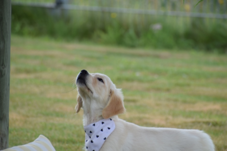 Retriever Golden (teef) 59820