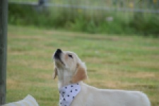 Retriever Golden (teef) 59820