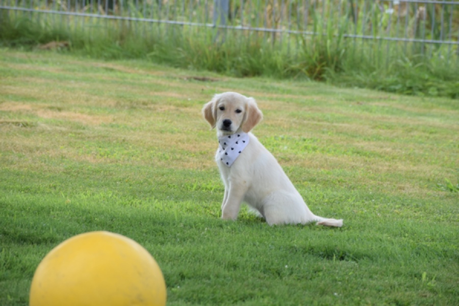 Retriever Golden (teef) 59820