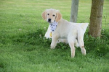 Retriever Golden (teef) 59820