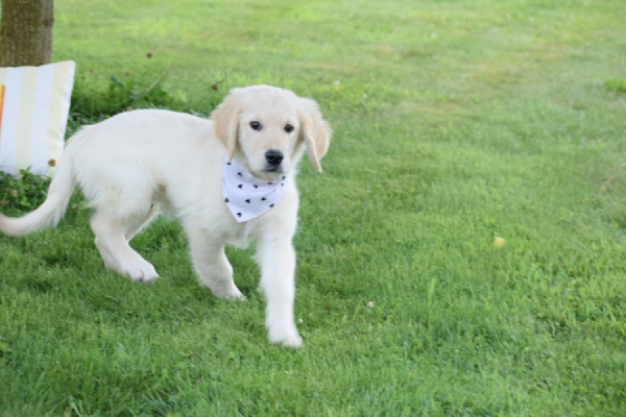 Retriever Golden (reu) 60687