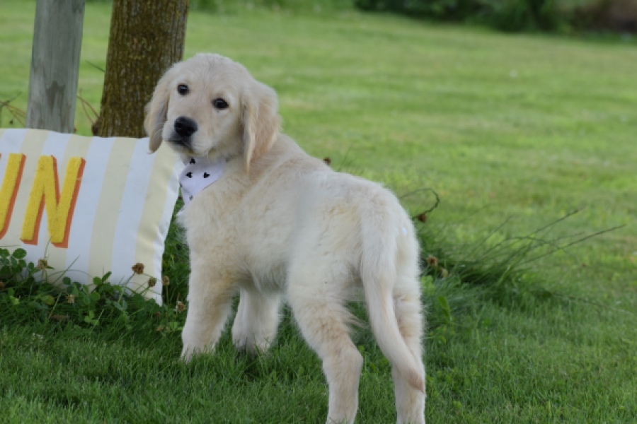 Retriever Golden (reu) 60687