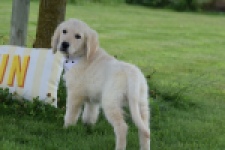 Retriever Golden (reu) 60687