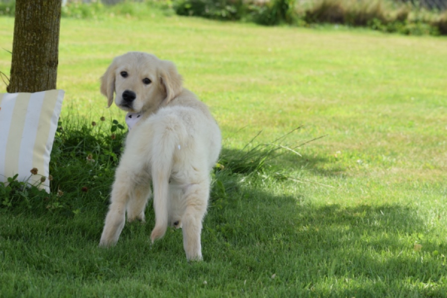 Retriever Golden (reu) 60687