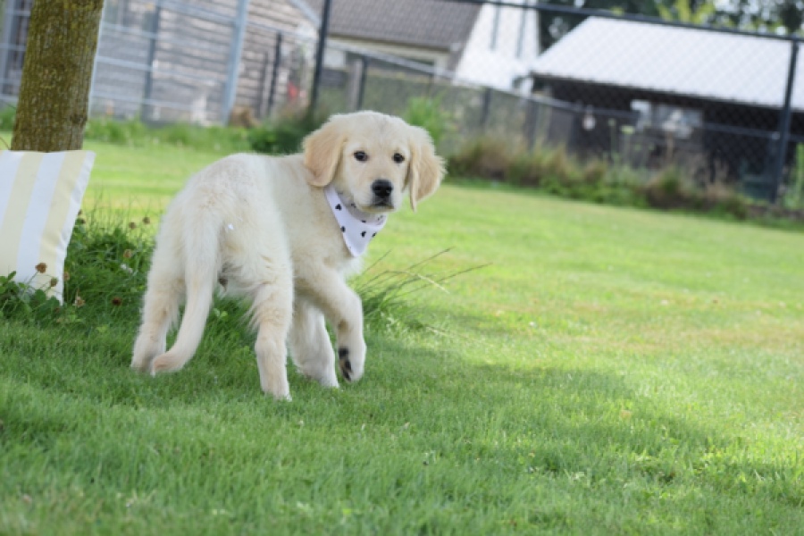 Retriever Golden (reu) 60687