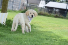 Retriever Golden (reu) 60687