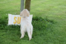 Retriever Golden (reu) 60687