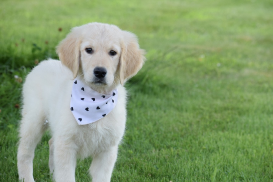 Retriever Golden (reu) 60687