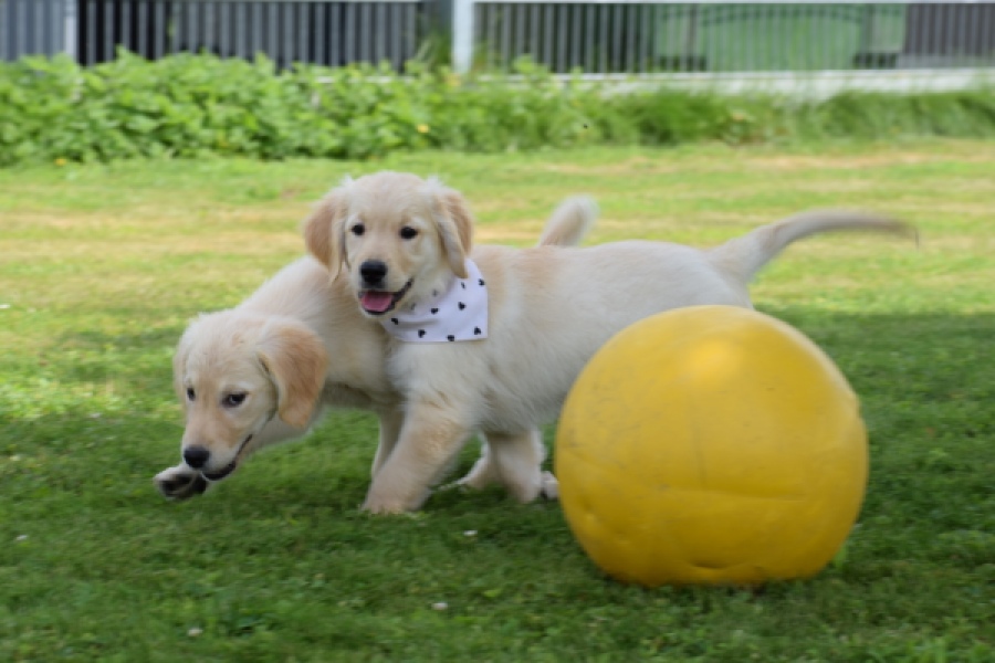 Retriever Golden (reu) 60355