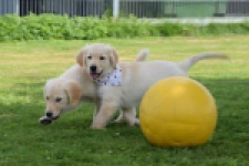 Retriever Golden (reu) 60355