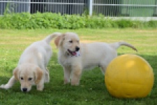 Retriever Golden (reu) 60355