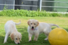 Retriever Golden (reu) 60355