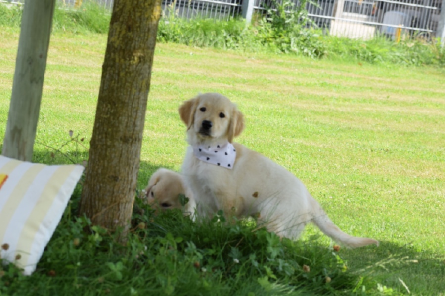 Retriever Golden (reu) 60355