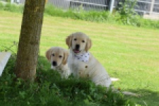 Retriever Golden (reu) 60355