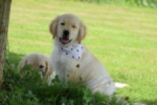 Retriever Golden (reu) 60355