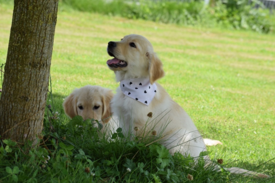 Retriever Golden (reu) 60355