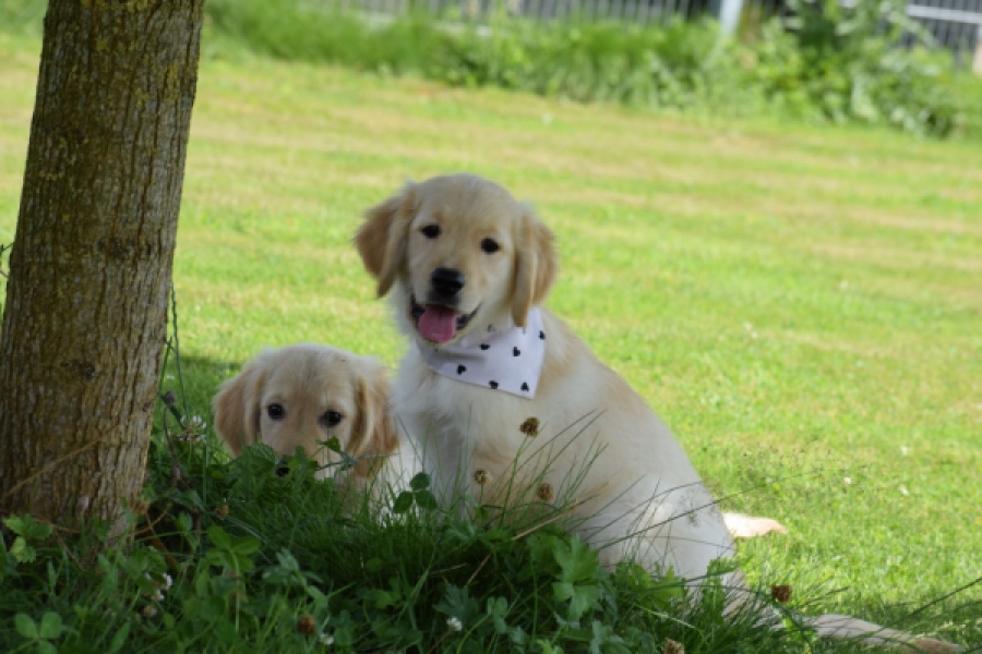 Retriever Golden (reu) 60355