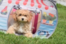 Maltipoo (reu) 64684