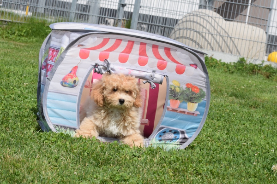 Maltipoo (reu) 64684