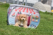 Maltipoo (reu) 64684