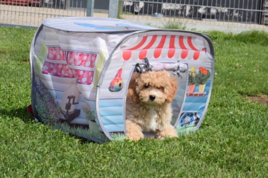 Maltipoo (reu) 64684