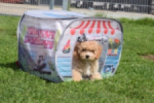Maltipoo (reu) 64684