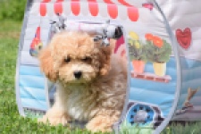 Maltipoo (reu) 64684
