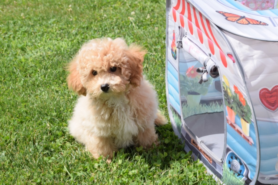Maltipoo (reu) 64684
