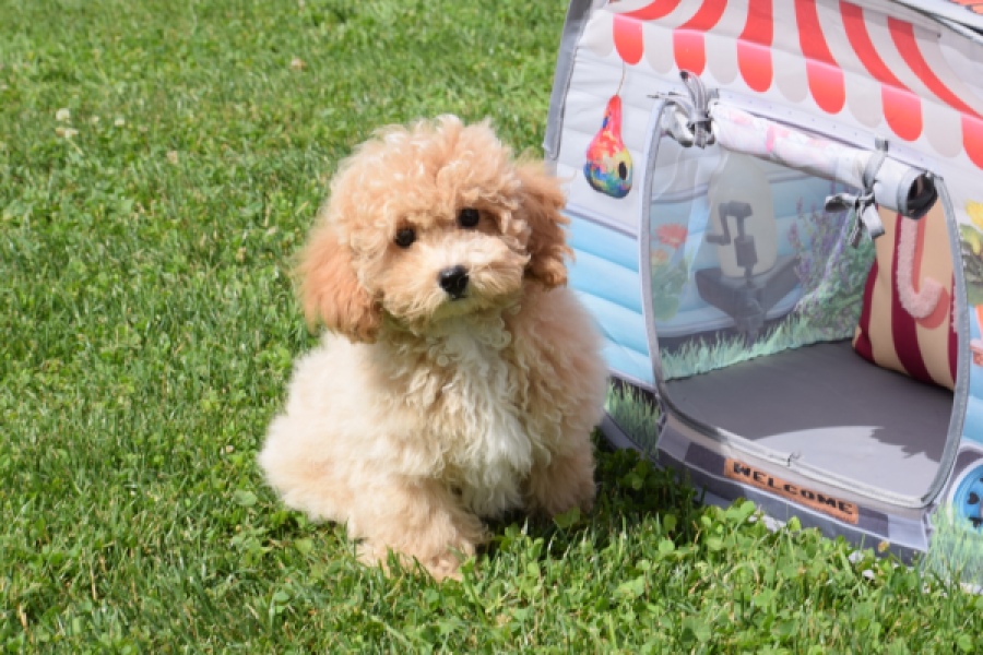 Maltipoo (reu) 64684