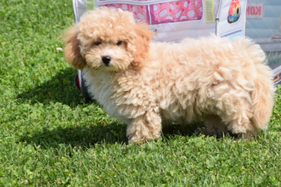 Maltipoo (reu) 64684
