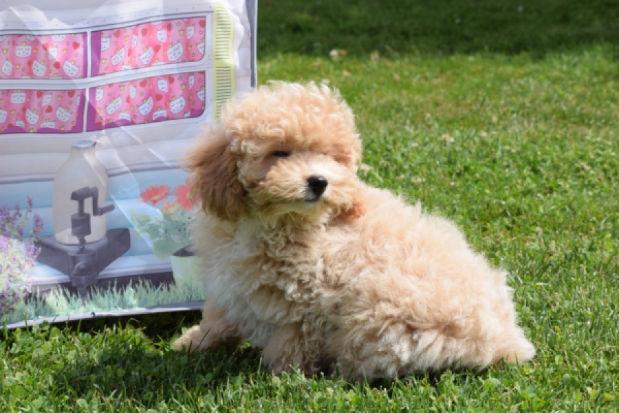 Maltipoo (reu) 64684