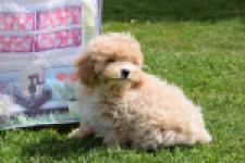 Maltipoo (reu) 64684