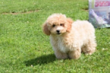 Maltipoo (reu) 64684