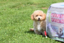 Maltipoo (reu) 64684
