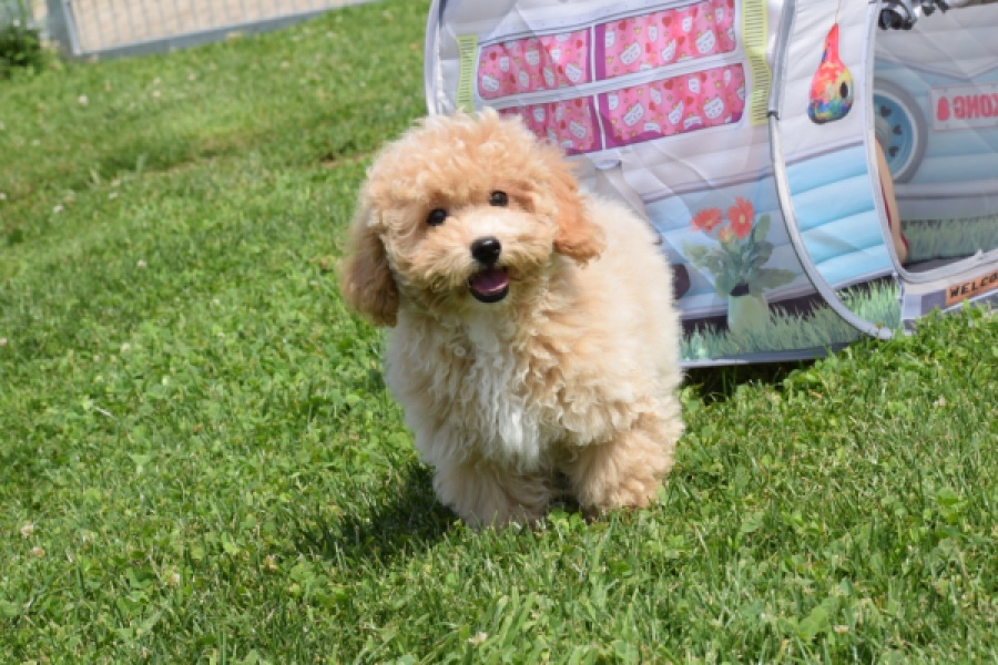 Maltipoo (reu) 64684