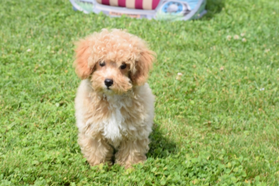 Maltipoo (reu) 64731
