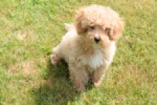 Maltipoo (reu) 64731