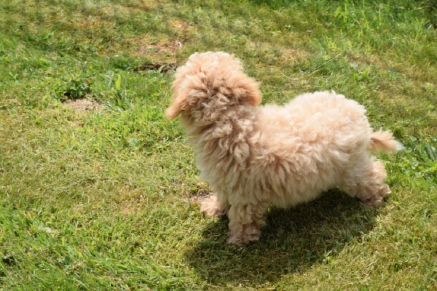 Maltipoo (reu) 64731