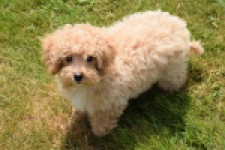 Maltipoo (reu) 64731