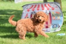 Caniche (reu) 02339