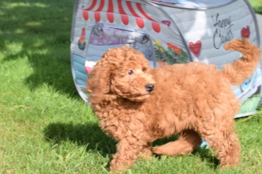 Caniche (reu) 02339