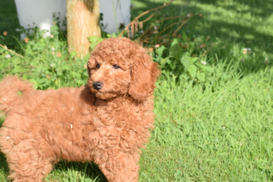 Caniche (reu) 02339